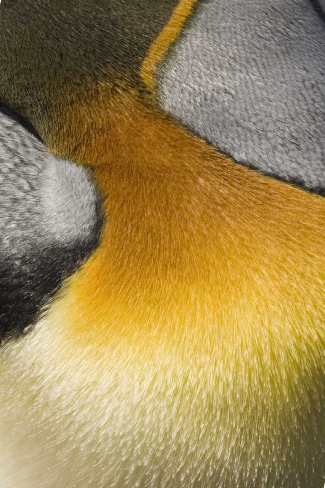 Antarctica, Salisbury Plain King penguin